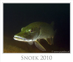 Pike picture made some weeks ago. The same pike as the gr... by John De Jong 
